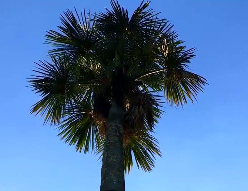 Os waraos utilizam a folha da palmeira do buriti para confecção de artesanatos que posteriormente são vendidos.  — Foto: TV Globo/ Reprodução