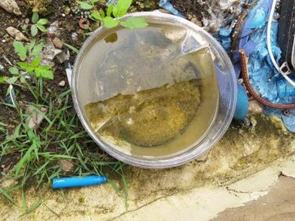 Aedes aegypti: Triângulo, Alto Paranaíba e Noroeste registram mais de 3 mil casos prováveis de dengue em menos de 3 meses