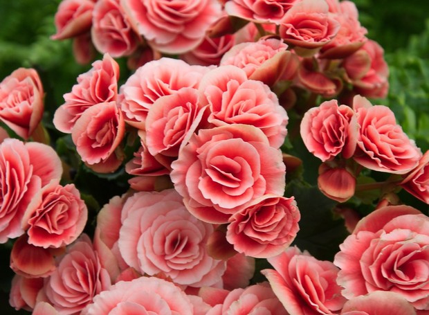 A Begonia elatior tem flores maiores que as outras espécies do gênero, que se assemelham a rosas (Foto: Flickr / Creative Commons)