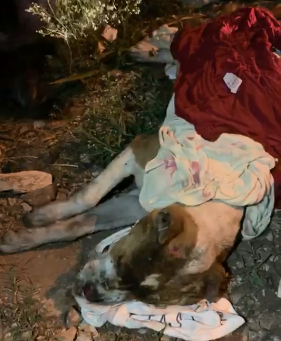 Pitbull que foi queimado estava enrolado em cobertor em Limeira — Foto: Associação Limeirense de Proteção aos Animais