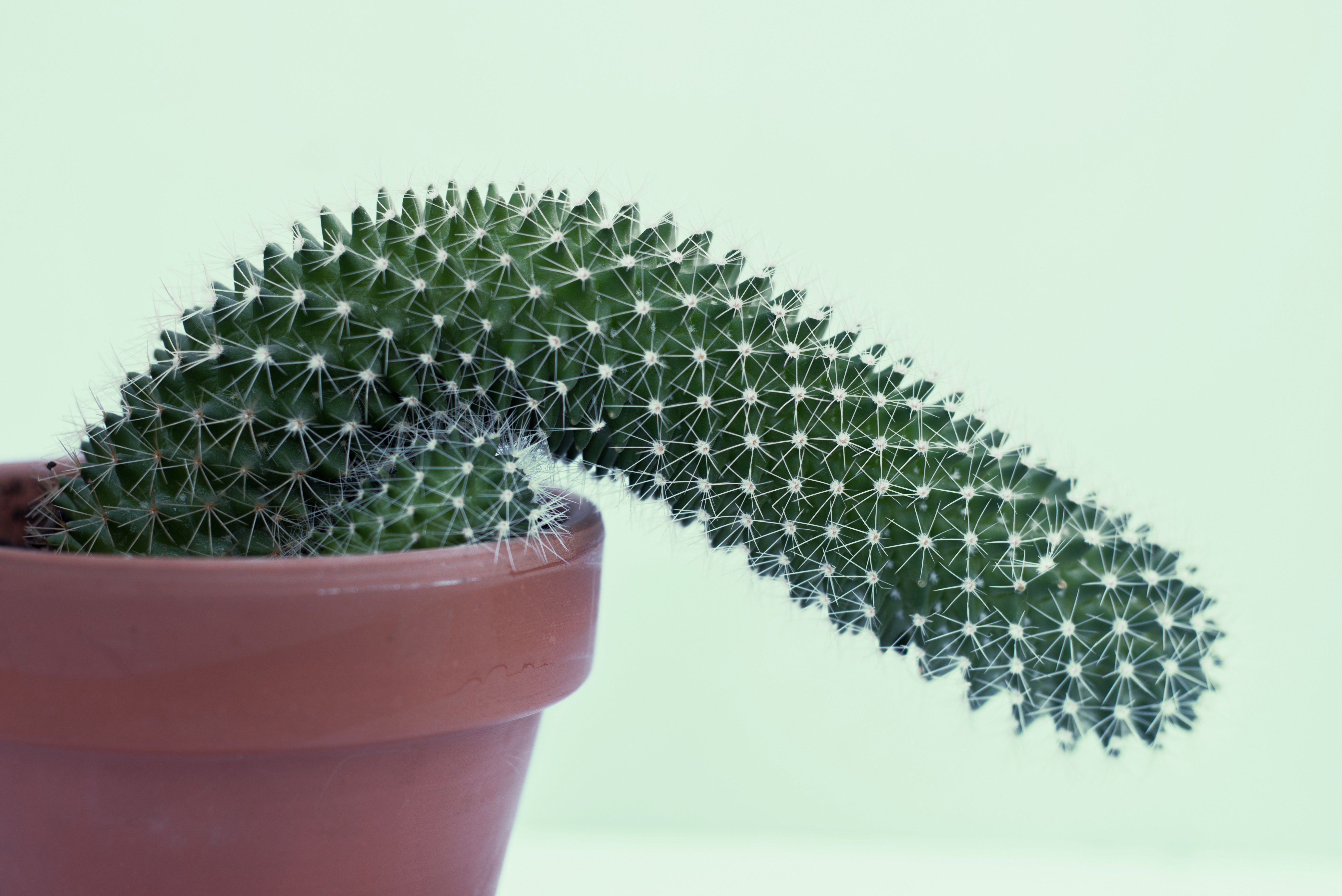 photograph of a cactus growing flaccid; it shows the shape of a penis, which brings erectile dysfunction to the mind. (Foto: Getty Images)