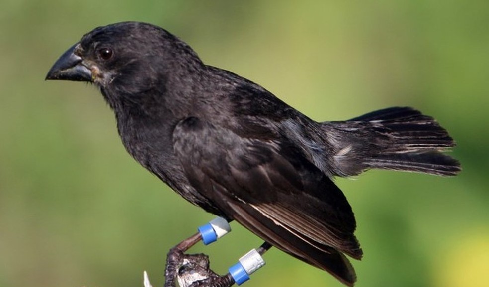 Ave membro da espécie Geospiz fortis, a qual pertencia a fêmea que acasalou dando início à nova linhagem (Foto: P.R.Grant)