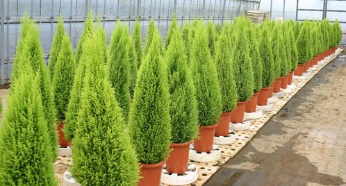 A planta é vendida como pequenos pinheiros em vasos, mas pode chegar a até 4 m de altura (Foto: Thomas.Z / WikimediaCommons / CreativeCommons)