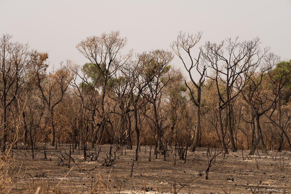 Seca no Pantanal de MT deixou muitos animais mortos — Foto: Marcelo Oliveira