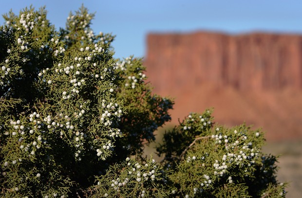 O zimbro cresce em lugares como o Parque Nacional Canyonlands, em Utah (Foto: Doug Pensinger/Getty Images)