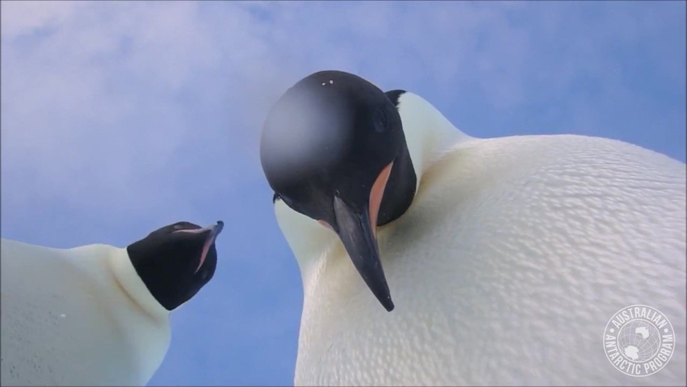 Hora da selfie: outro pinguim se aproxima curioso com a câmera encontrada (Foto: Divisão Australiana na Antártica/Reprodução/BBC)