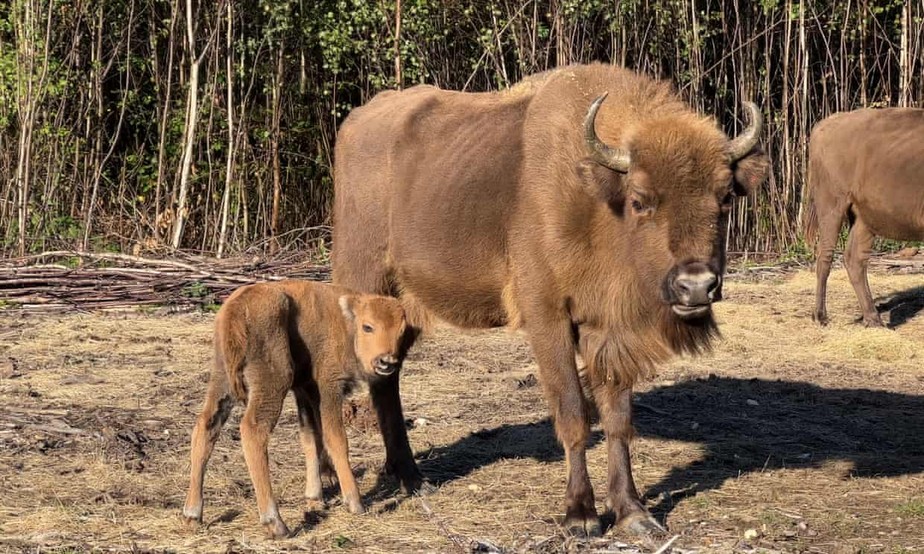 Primeiro bisão selvagem reino unido