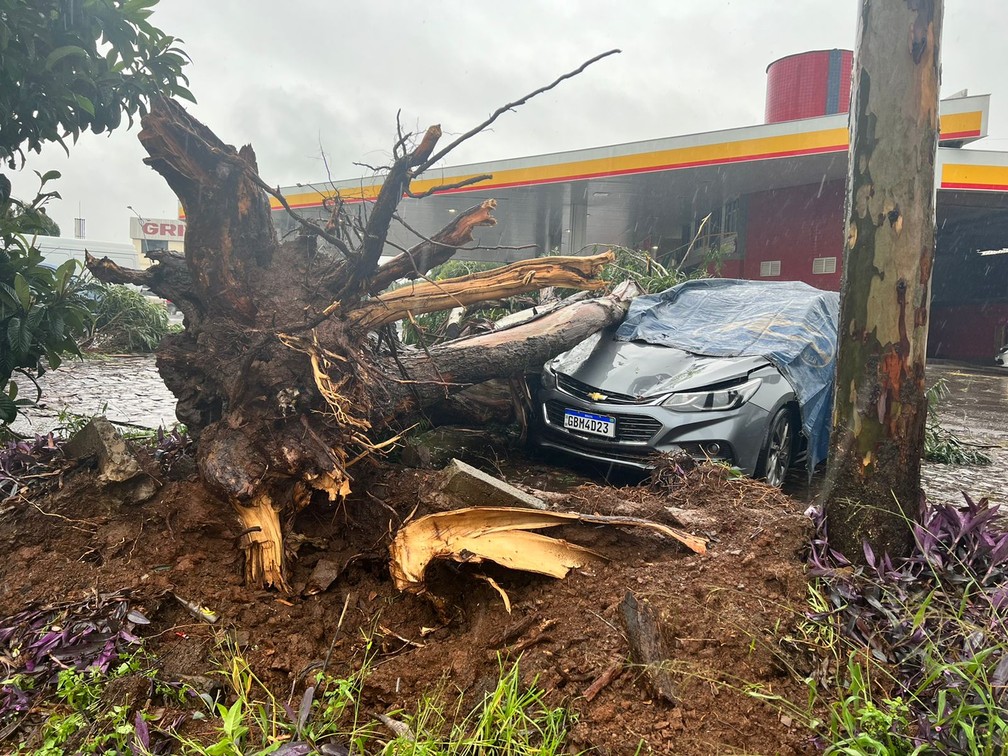 Queda de árvore atingiu carro em Campos Novos  — Foto: Allan Borges/ NSC TV