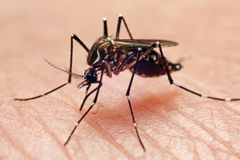 Os pesquisadores descobriram um fator comum: os 'ímãs de mosquito' tinham altos níveis de certos ácidos em sua pele