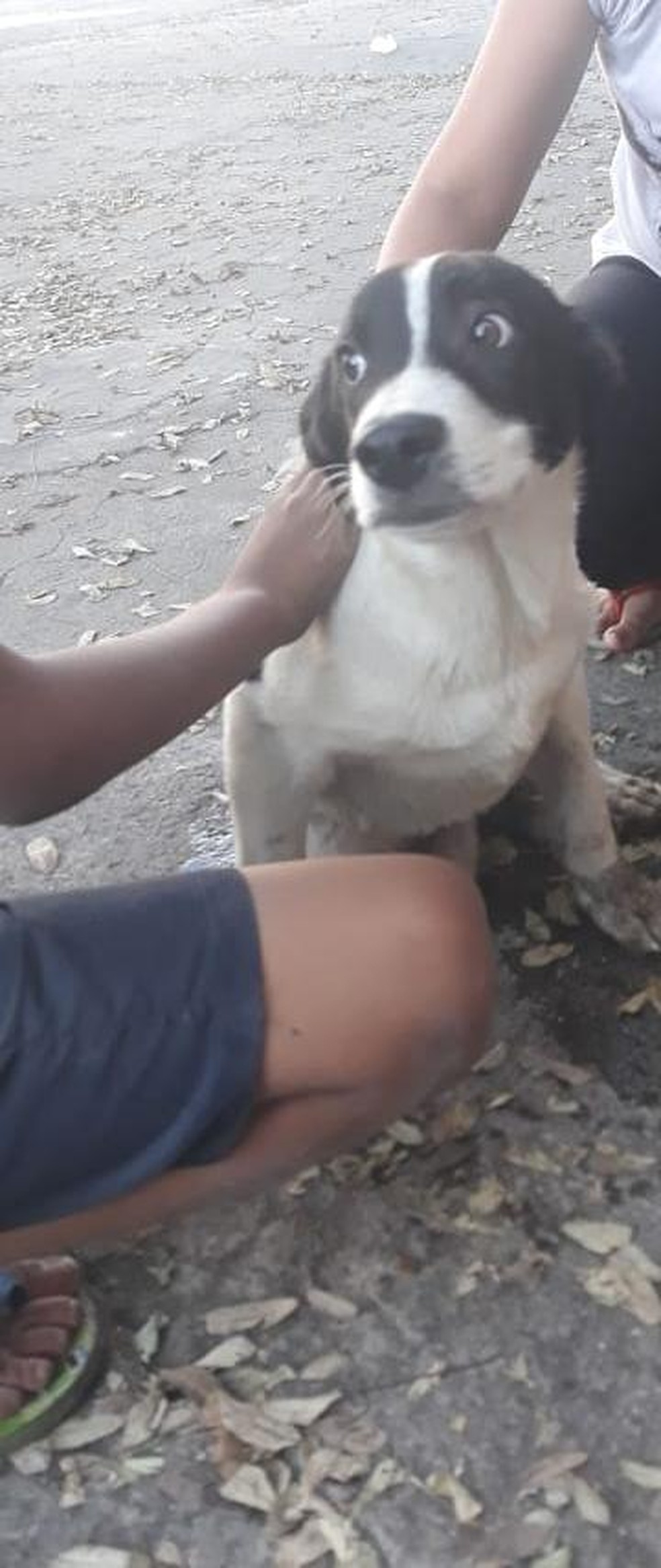 Cachorro Timão após ser resgatado de córrego na Zona Norte de São Paulo (Foto: Bianca Macedo/Acervo pessoal)