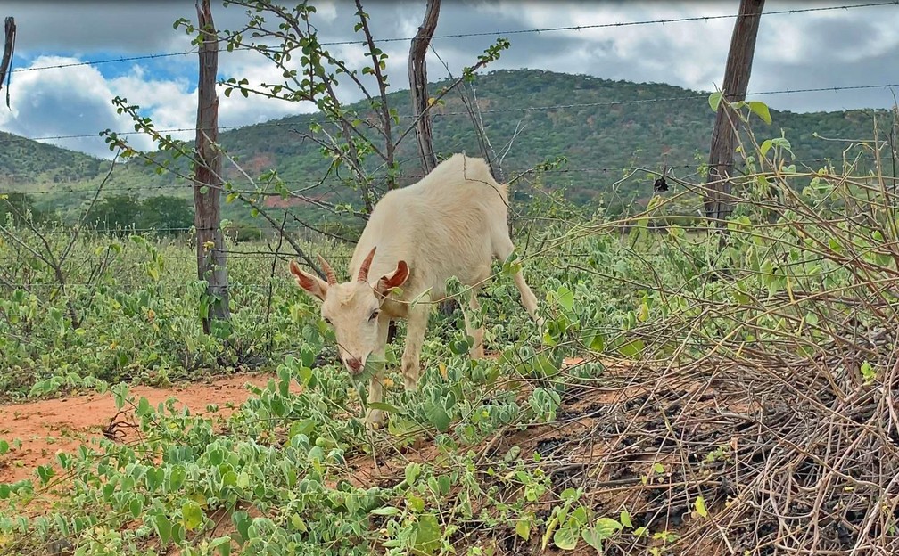Caprinos e ovinos criados soltos se alimentam da vegetação nativa da caatinga. — Foto: Celso Tavares/G1