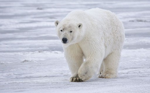 Um urso polar está em uma cena do filme urso polar.