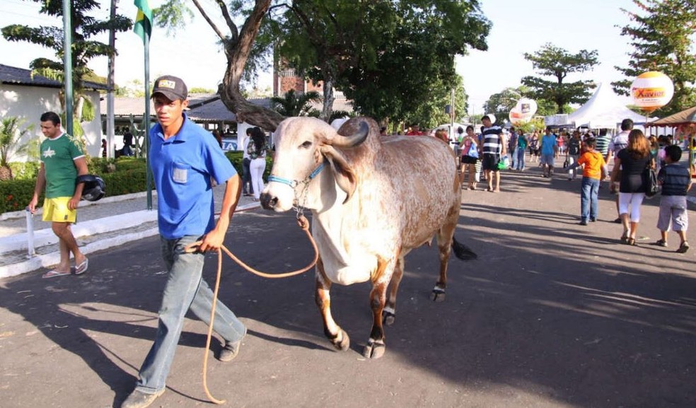 Mais de 4 mil animais serão expostos no evento, que ocorrerá no Bairro São Gerardo, em Fortaleza. — Foto: Governo do Ceará/Divulgação