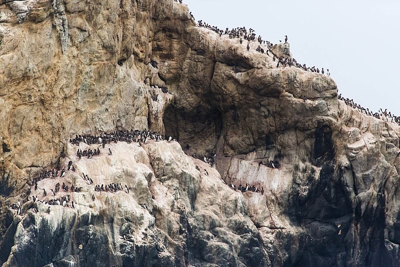 Aves marinhas no norte das Ilhas Farallon (Foto: Melissa McMasters/Wikimedia Commons)