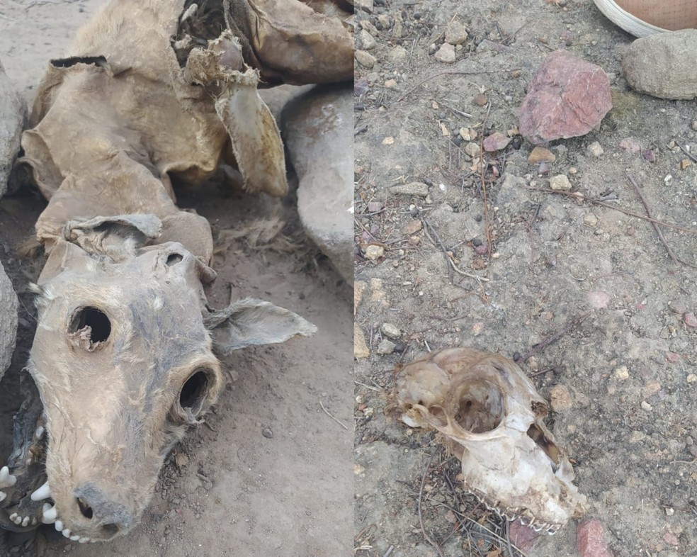 Polícia descobre cemitério clandestino de animais é descoberto pela polícia no local onde dois cachorros foram mortos com golpes de machado, na cidade de Campos Sales, no Ceará. — Foto: Arquivo pessoal