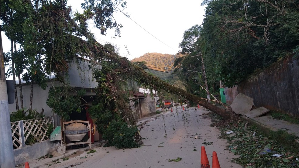 Árvore cai sobre casa em Ubatuba — Foto: Divulgação/Defesa Civil