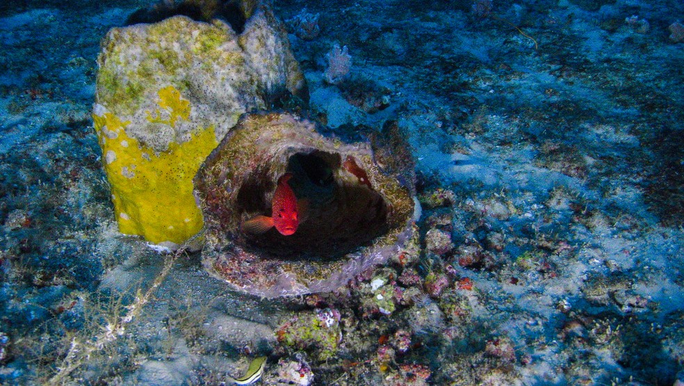 Corais, atÃ© entÃ£o desconhecidos, foram descobertos em 2016  (Foto: Â©Greenpeace)