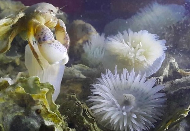 O recife também é moradia para outras espécies, como peixes (Foto: MOHAMMED SHAH NAWAZ CHOWDHURY)