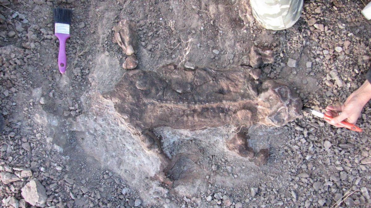 Pesquisadores encontraram fósseis de Lystrosaurus pela primeira vez há 11 anos na região desértica de Karoo, na África do Sul (Foto: Roger Smith)