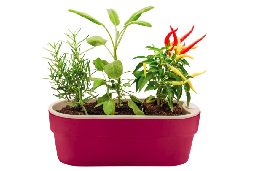 Vaso autoirrigável para horta (Foto: Reprodução/Amazon)
