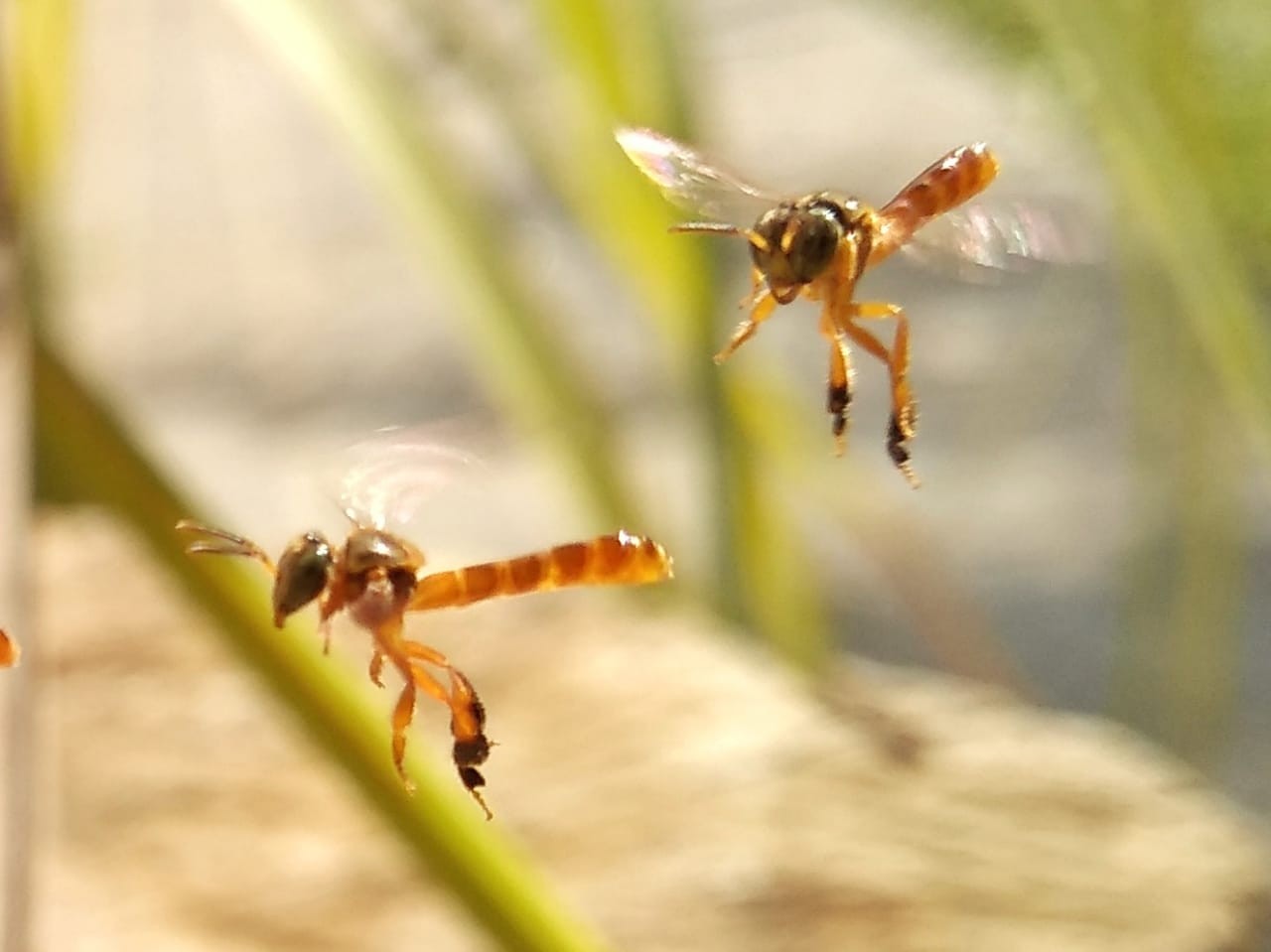 abelha-embrapa-sanepar (Foto: Guilherme Schühli)