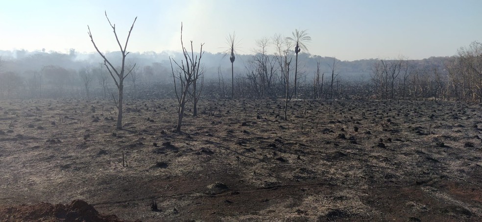 Vegetação nativa queimada em usina de Rio Brilhante, MS — Foto: PMA/Divulgação
