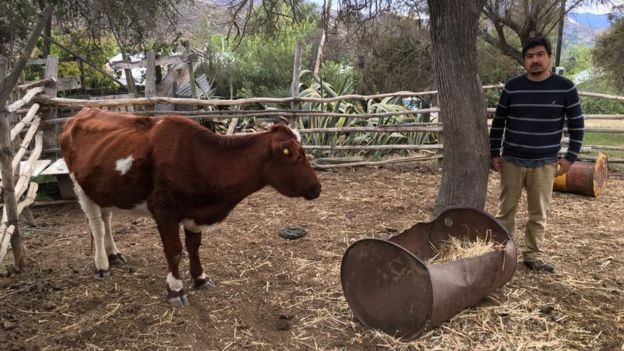 O fazendeiro Aldo Norman diz que seus animais 'estão morrendo' em virtude da seca (Foto: ALDO NORMAN via BBC News)
