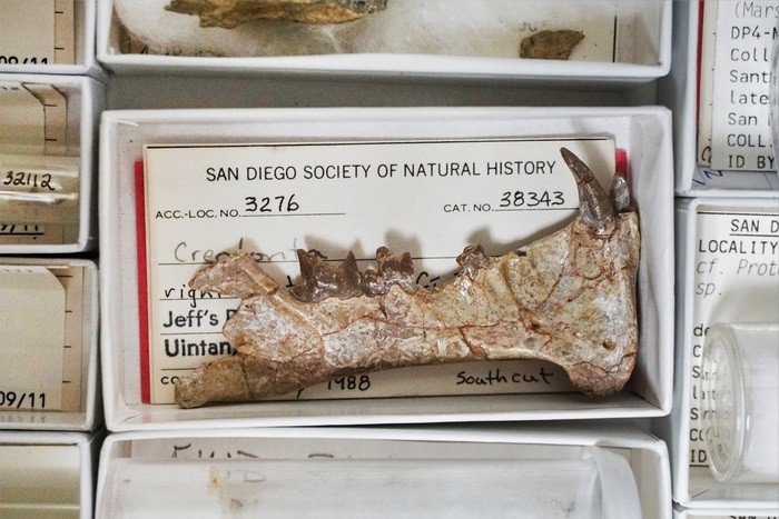 Fóssil de mandíbula de Diegoaelurus vanvalkenburghae está na coleção do Museu de História Natural de San Diego desde1988 (Foto: Credited to San Diego Natural History Museum)