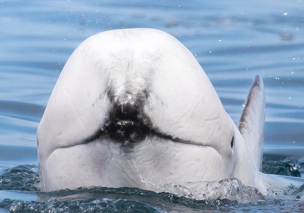Golfinho albino é flagrado em costa (Foto: Reprodução Instagram)