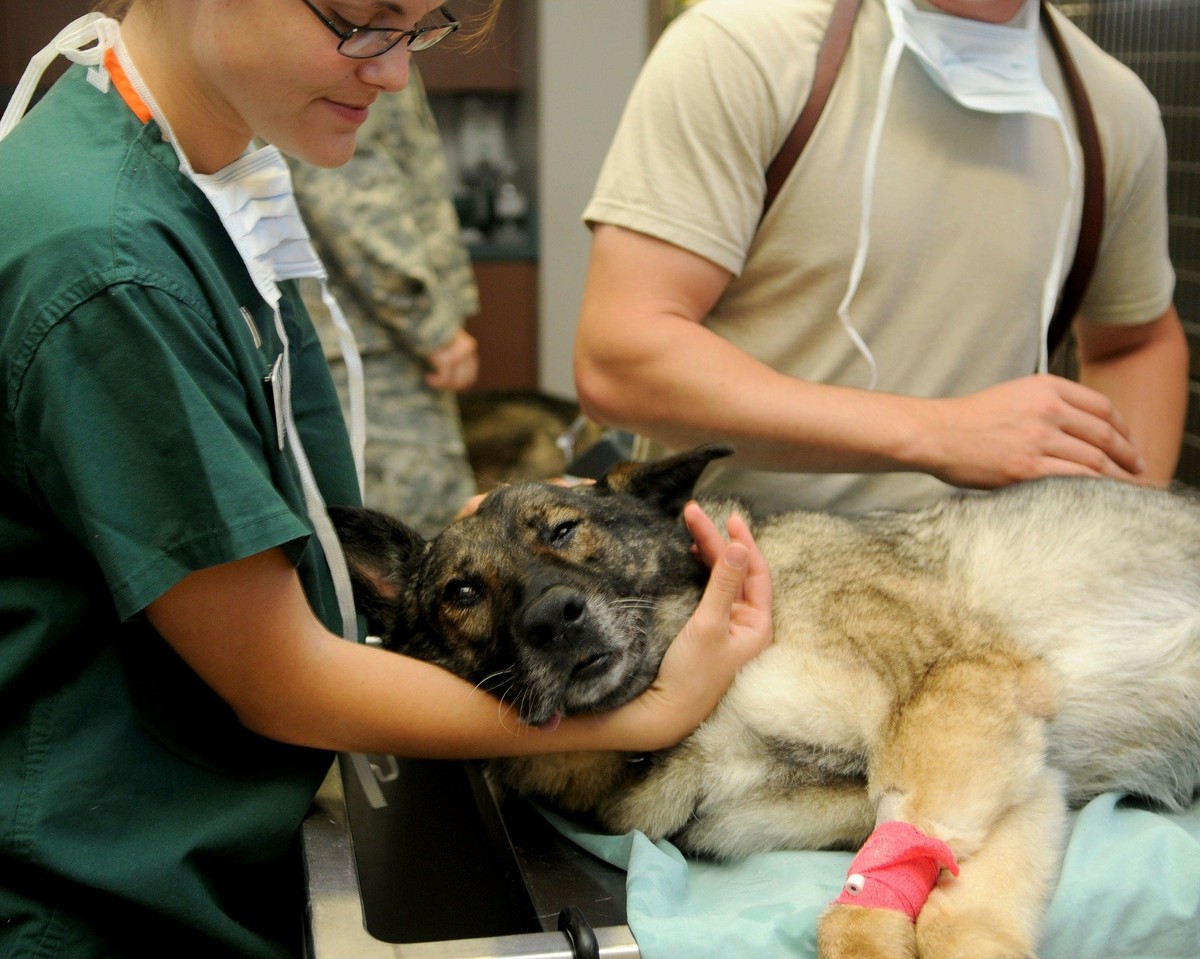 Dia Do Veterinario 3 Dicas Com Frases Para Celebrar A Data Como Higienizar G1