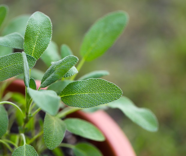 Growing sage in a pot (Foto: Getty Images)