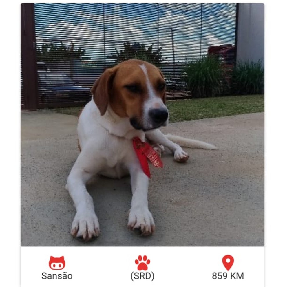 Adoção De Cães De Raça Rj 2015 Aplicativo Desenvolvido Por Estudantes Do Df Permite Adocao De