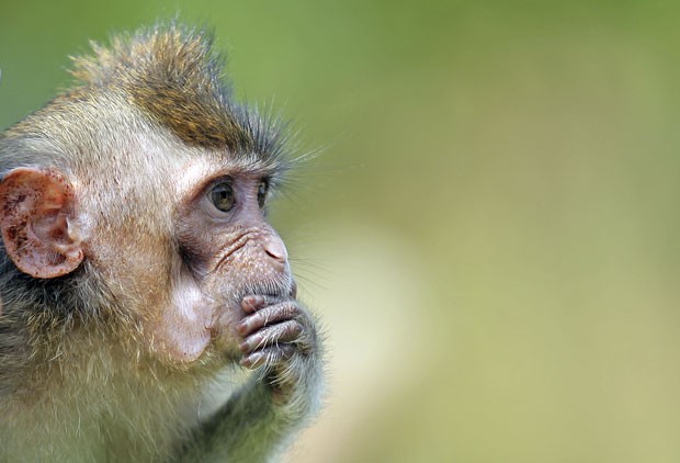 Macacos fofos se juntam para sair na foto em parque no Japão