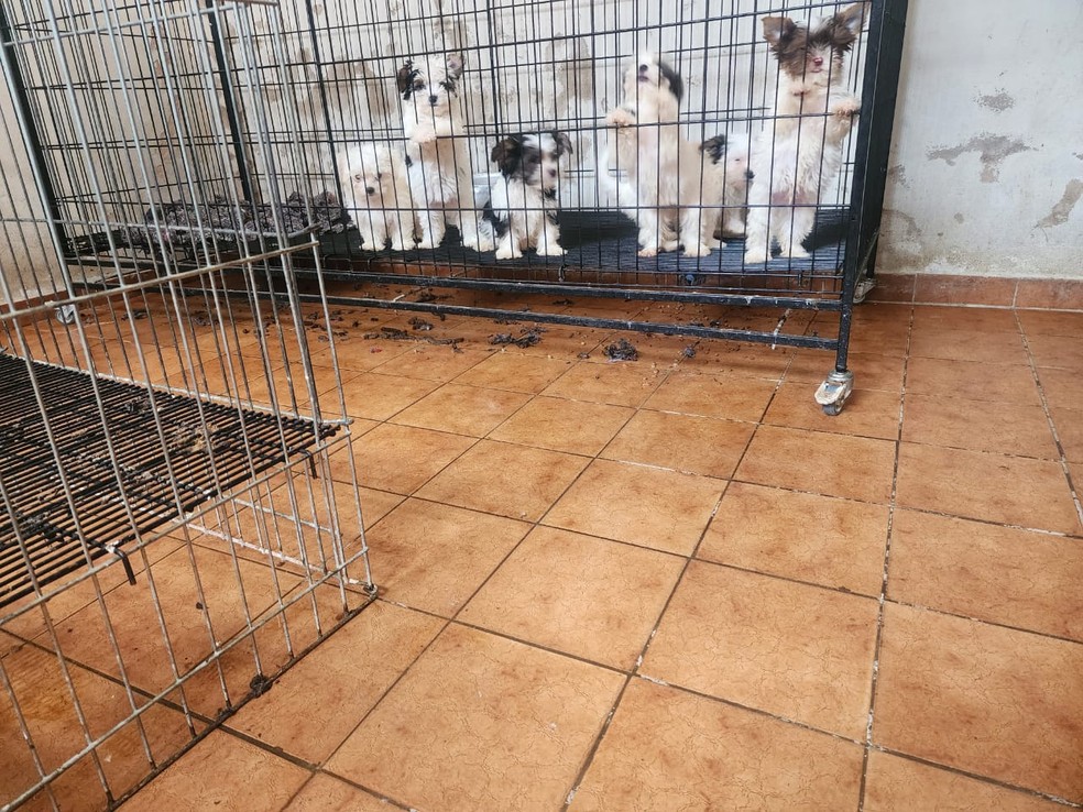 Cães são resgatados em situação de maus-tratos em Piracicaba — Foto: Divulgação/Guarda Municipal