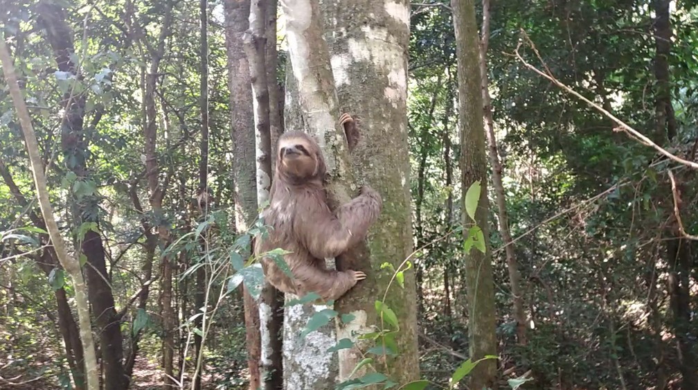 Bicho-pregui&ccedil;a resgatado em rodovia &eacute; devolvido &agrave; natureza em Jundia&iacute; &mdash; Foto: Divulga&ccedil;&atilde;o