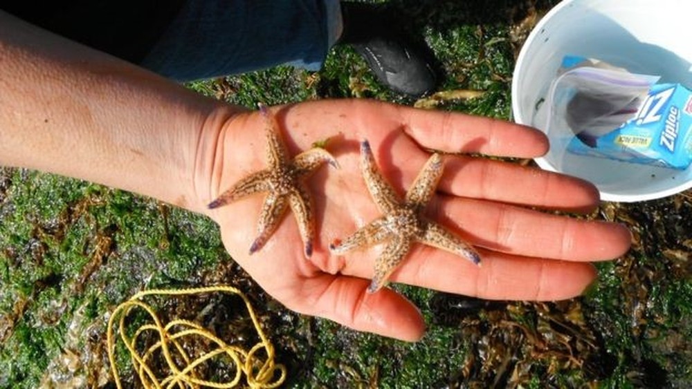 Estrela do mar asiática encontrada na costa do Oregon por cientistas após o tsunami  (Foto: Oregon State University)