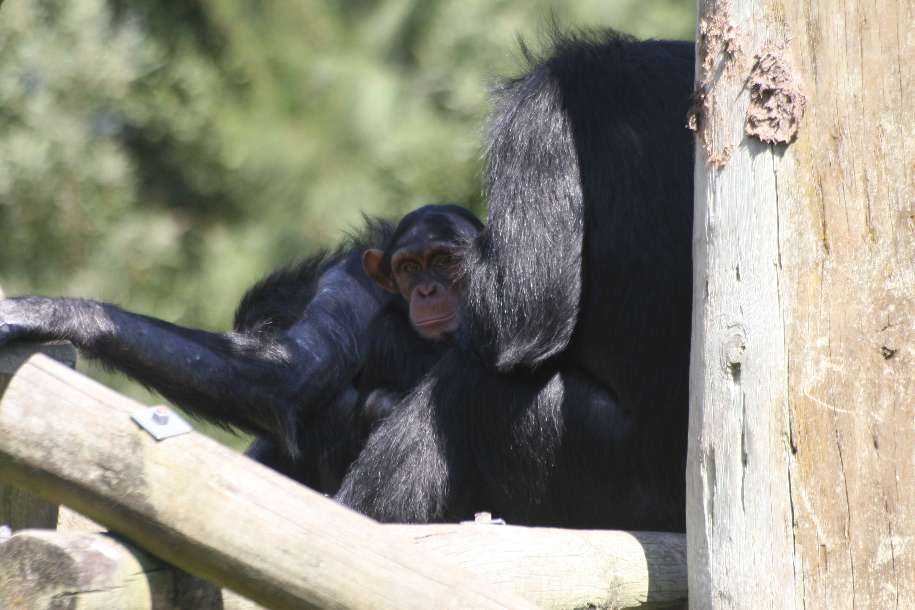 Assim como humanos, chimpanzés idosos priorizam amizades importantes, aponta estudo thumbnail
