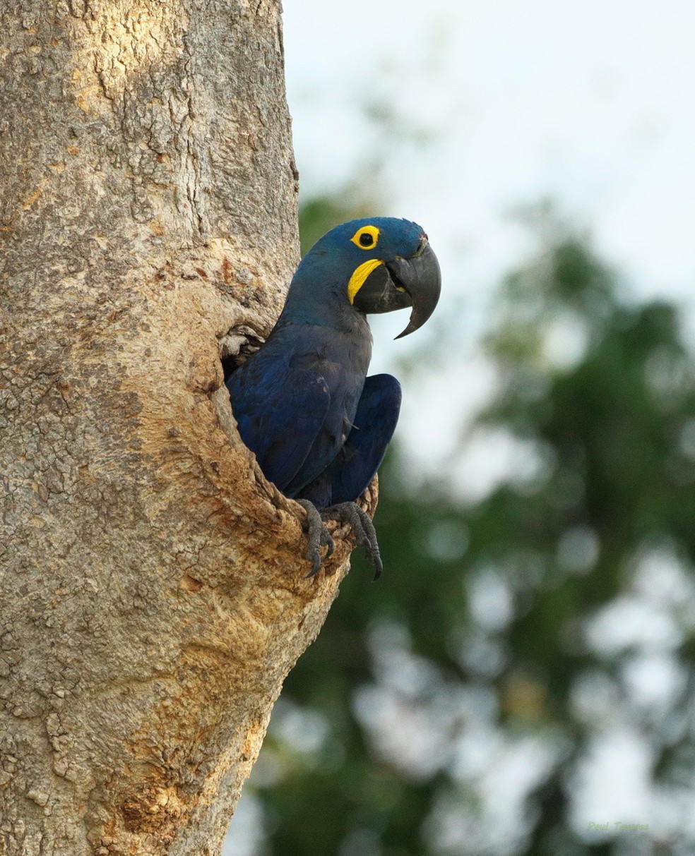 Ninho da arara-azul é feito em ocos de árvores — Foto: Paul Tavares/INaturalist