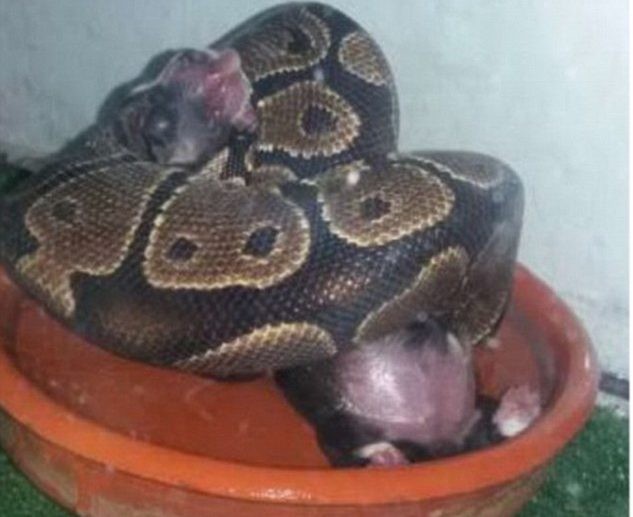 Píton devora filhote de gato