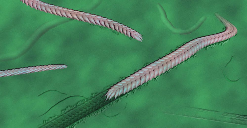 Representação de como eram os vermes Yilingia spiciformis (Foto: Virginia Tech College of Science)