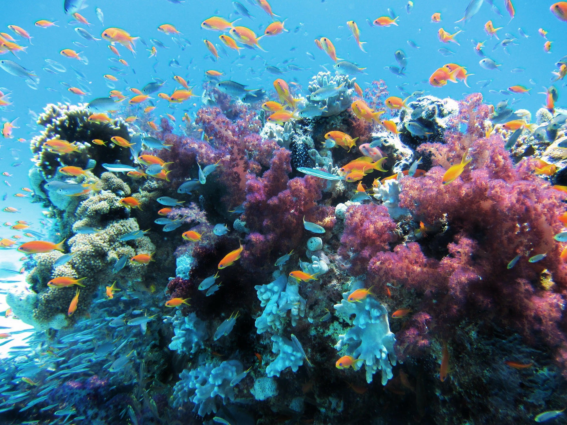 Com aquecimento do oceano, recifes de corais do litoral brasileiro podem ser tomados por algas (Foto: lpittman/Pixabay )