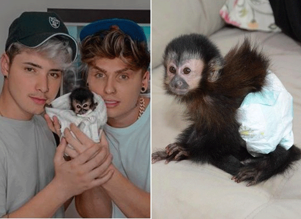 Irmãos Berti são acusados de humanizar o macaco-prego Eron  (Foto: Reprodução/Instagram)