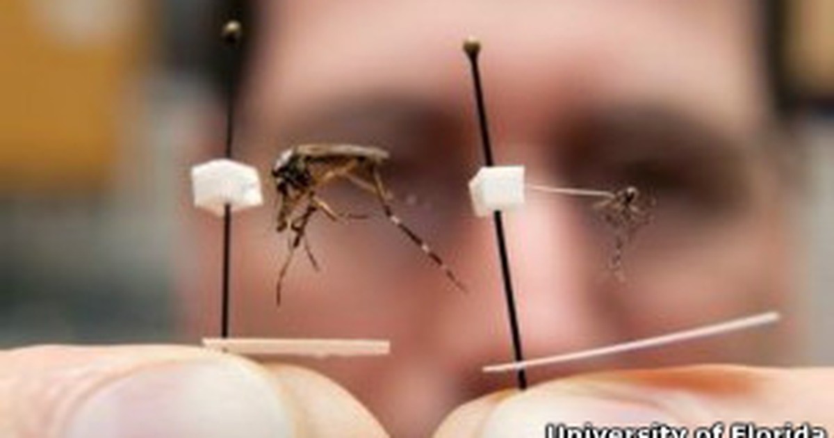 Pernilongo gigante: veja como acabar com infestações e se proteger do inseto  - NSC Total
