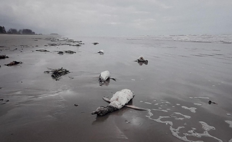 Pinguins foram encontrados mortos em Ilha Comprida, SP (Foto: DivulgaÃ§Ã£o/IPeC)