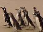 Dezenas de pinguins são devolvidos ao mar em Florianópolis