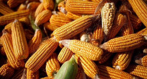 Colheita de milho verão atinge 34% no RS e supera média, diz Emater