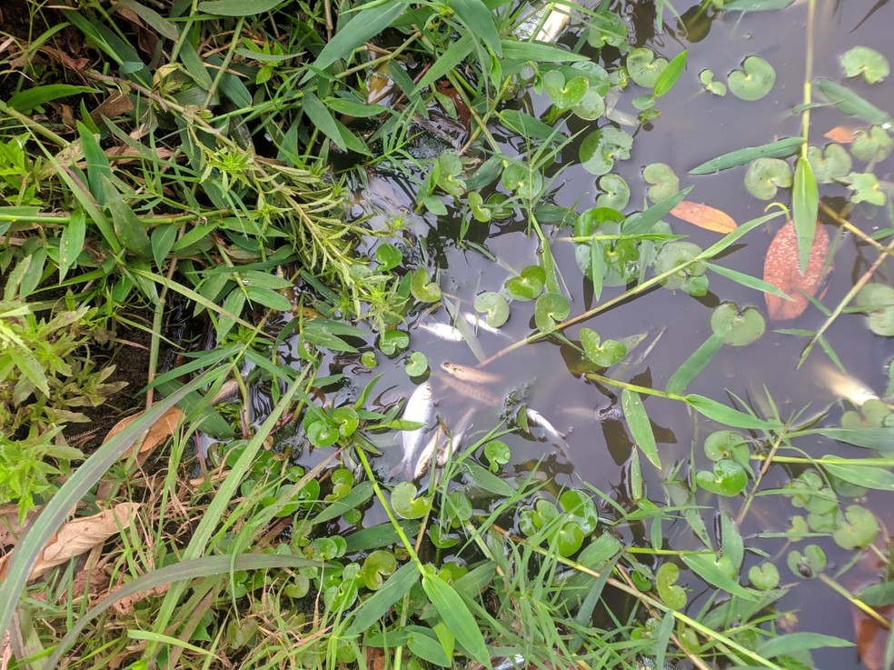 Moradores de Bocaina denunciam mortandade de peixes após despejo irregular de esgoto e vinhaça em rio — Foto: Arquivo pessoal