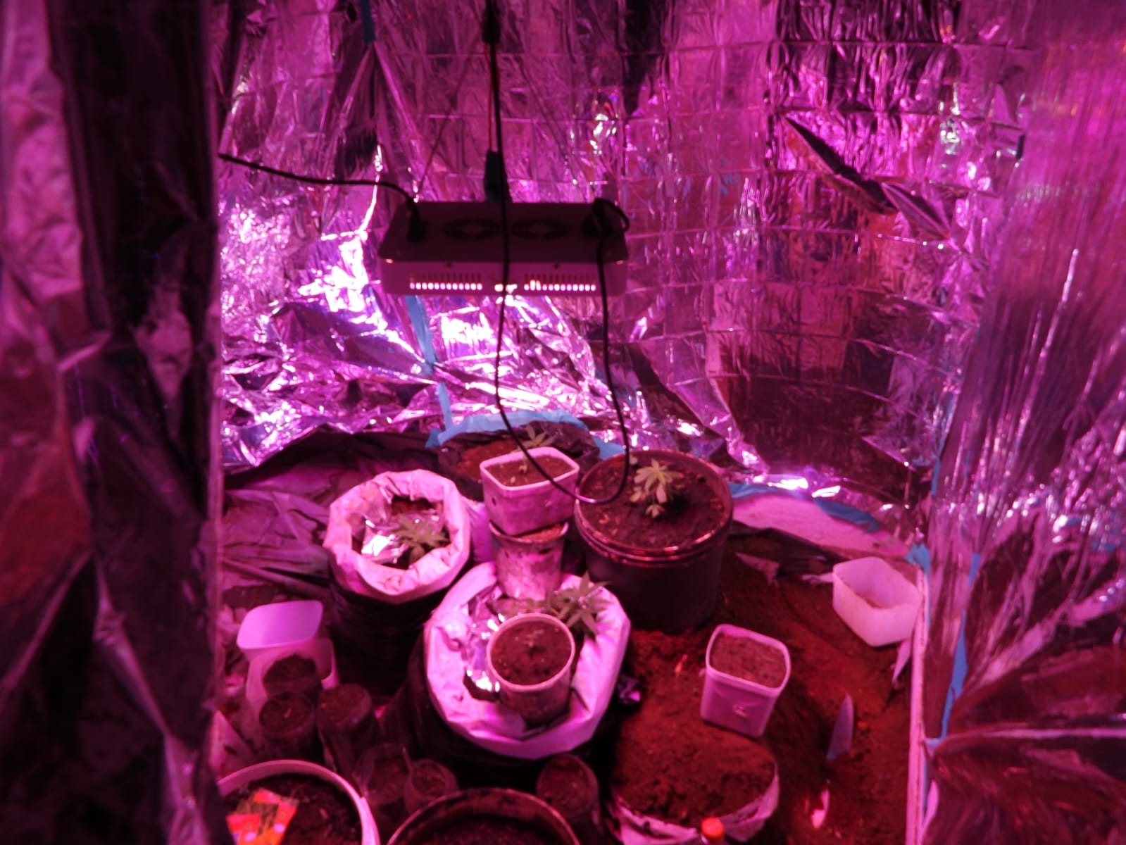 Preso por tráfico em MT tinha estufa com iluminação e ventilação especiais para cultivo de maconha em casa