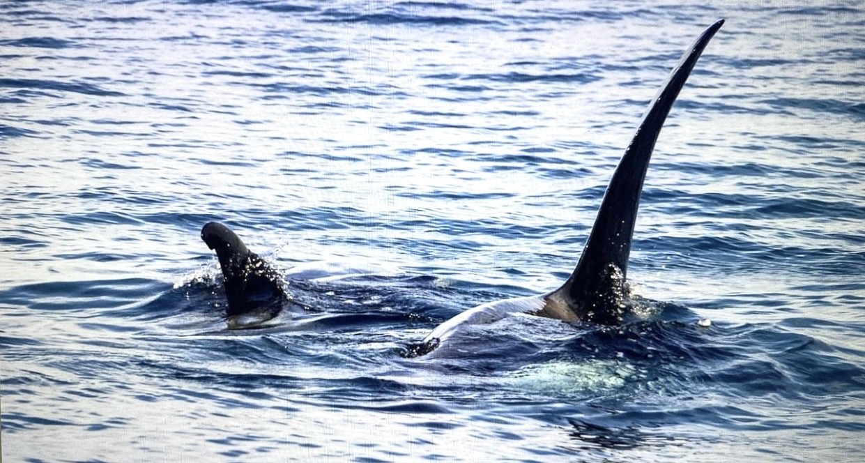 VÍDEO: Nove orcas são filmadas caçando nas águas de Ilhabela (SP) em momento raro