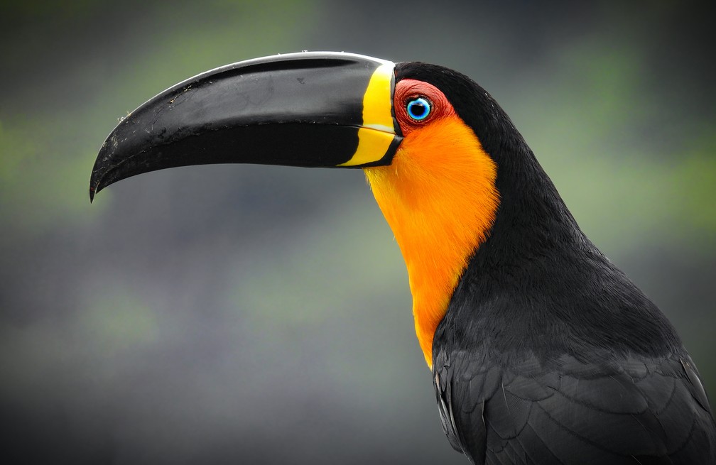 Família dos tucanos tem 22 espécies no Brasil e se destaca pelas ...